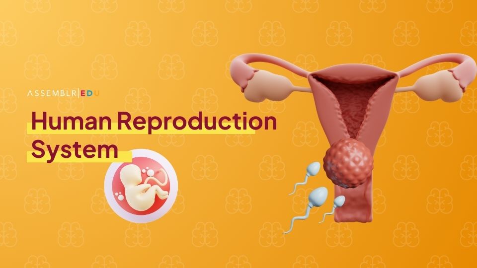 Human Reproduction System - on Assemblr Edu