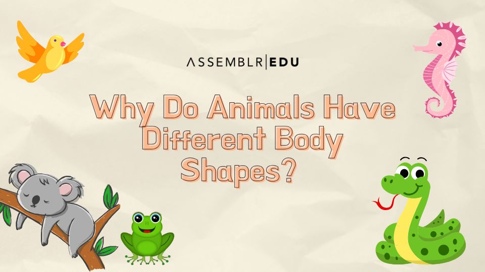 Why Do Animals Have Different Body Shapes? - on Assemblr Edu